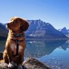Dog On A Lake Diamond Painting