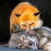 Fox And Wolf Diamond Painting