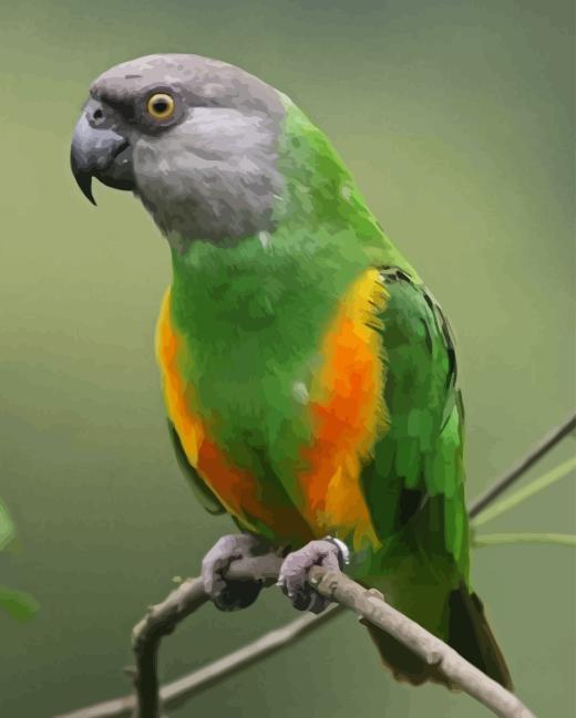 Senegal Parrot Diamond Painting