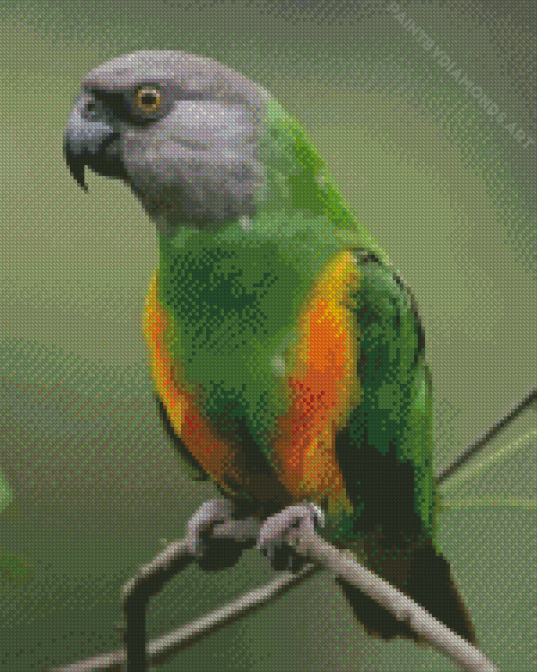Senegal Parrot Diamond Painting