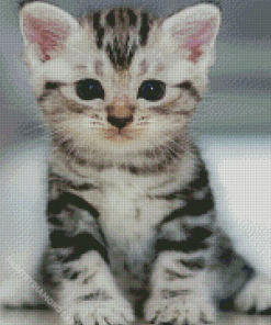 Shorthair Kitten Diamond Painting