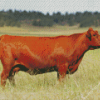 Red Cattle Diamond Painting