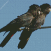 Black Cockatoo Birds Diamond Painting