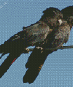 Black Cockatoo Birds Diamond Painting