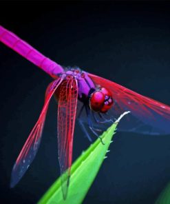 Purple Dragonfly Diamond Painting