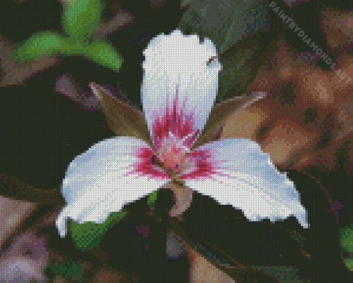 Trillium White Flower Diamond Painting