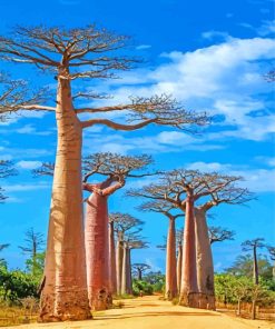 Baobabs Trees Diamond Painting
