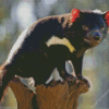 Tasmanian Devil Diamond Painting