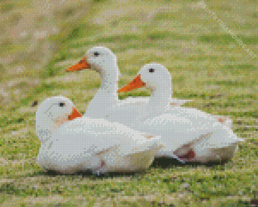 Three Pekin Ducks Diamond Painting