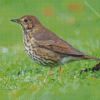 Thrush Bird Diamond Painting