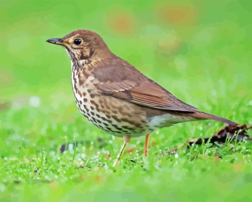 Thrush Bird Diamond Painting