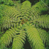 Tree Fern Diamond Painting