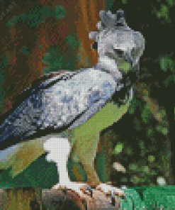 Harpy Eagle Diamond Painting