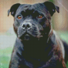 Staffy Bull Terrier Diamond Painting