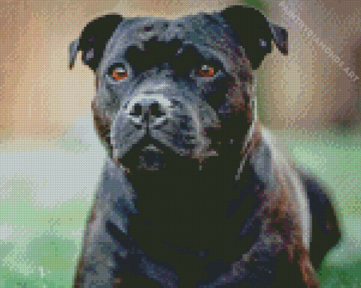 Staffy Bull Terrier Diamond Painting