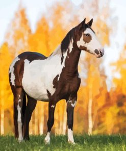 Pinto Horse Diamond Painting