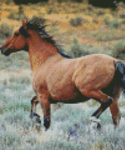 Kiger Mustang Diamond Painting