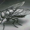 Black And White Horse Fly Diamond Painting