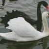 Black Swan And White Swan Diamond Painting