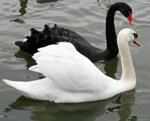 Black Swan And White Swan Diamond Painting
