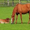 Brown Mare and Foal in Pasture Diamond Painting