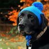 Dog with Blue Hat Diamond Painting