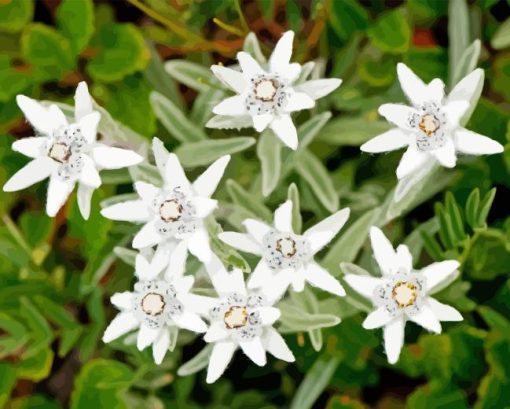Edelweiss Flower Diamond Painting