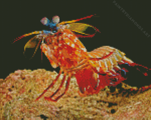 Mantis Shrimp Diamond Painting