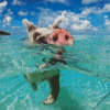 Pig In The Beach Diamond Painting