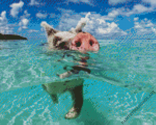 Pig In The Beach Diamond Painting