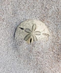 Sand Dollar Diamond Painting