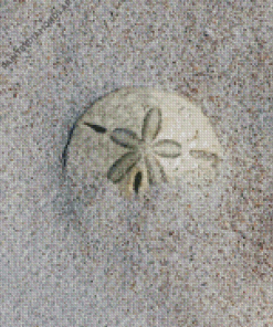 Sand Dollar Diamond Painting