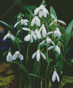 Snowdrops Flower Diamond Painting