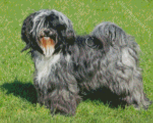 Tibetan Terrier Diamond Painting