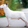 White English Bull Terrier Diamond Painting