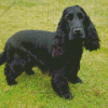 Black English Spaniel Diamond Painting