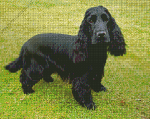 Black English Spaniel Diamond Painting