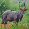 Nyala Diamond Painting