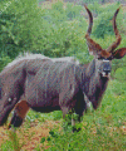 Nyala Diamond Painting