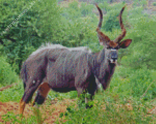 Nyala Diamond Painting