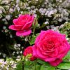Pink Roses In Garden Diamond Painting