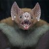 Vampire Bat Diamond Painting