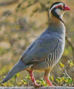 Arabian Partridge Diamond Painting