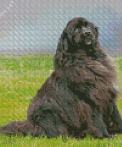 Beautiful Newfie Diamond Painting