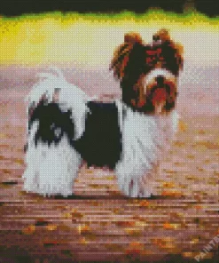 Biewer Terrier Dog Diamond Painting