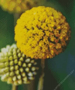 Billy Buttons Diamond Painting