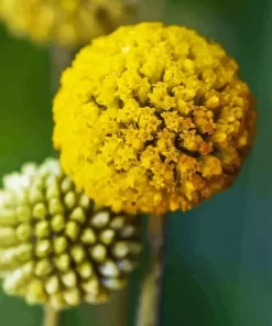 Billy Buttons Diamond Painting