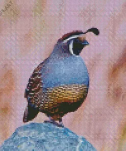 California Quail Diamond Painting