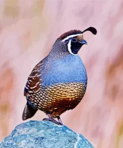 California Quail Diamond Painting