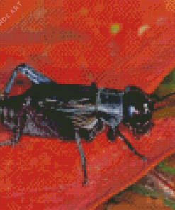 Cricket Insect Diamond Painting